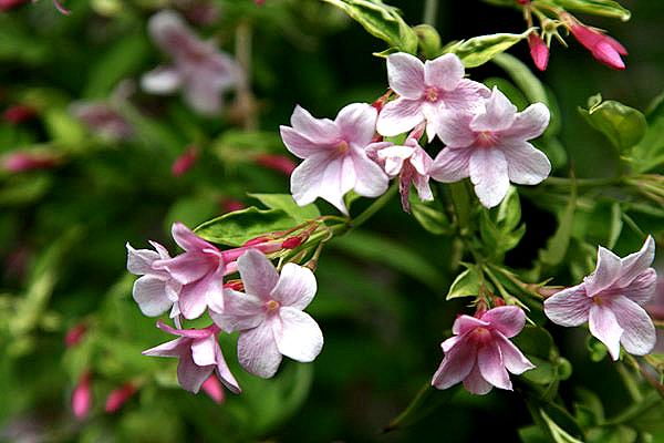 Цветок жасмин: описание и аромат, виды и сорта с фото + особенности выращивания в домашних условиях и открытом грунте