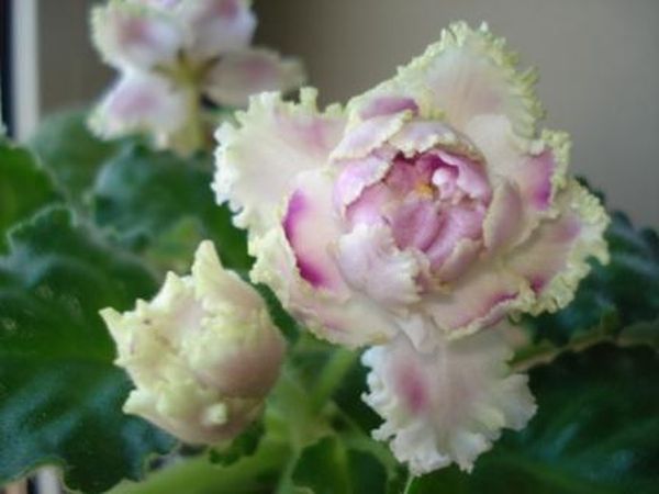 Фиалка Ледяная роза: описание и характеристика