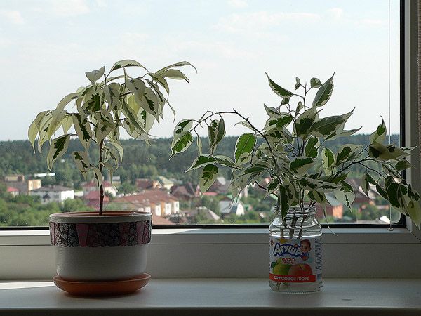 Фикус Де Гантель: выращивание в домашних условиях