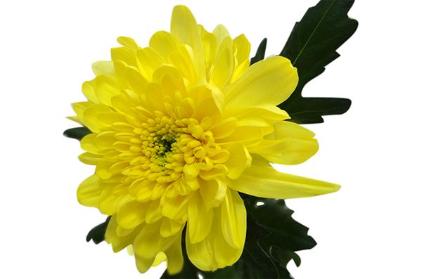 Хризантема Зембла: желтая, бразил, белая, микс