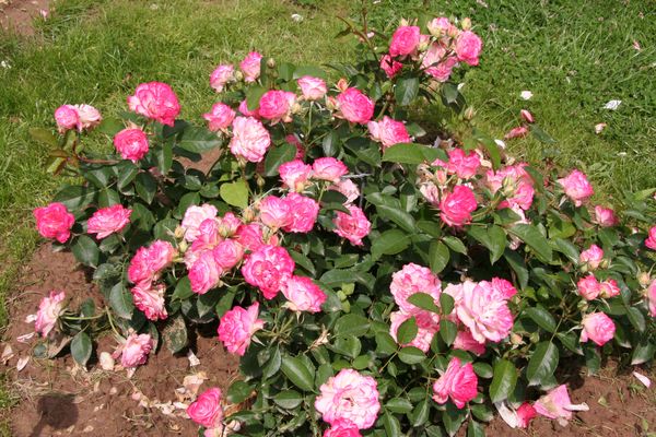 Как часто поливать розы: правила и особенности в разные сезоны