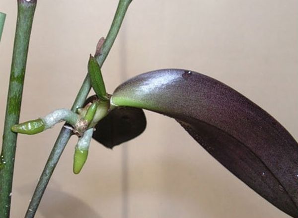Как отсадить детку орхидеи от материнского растения