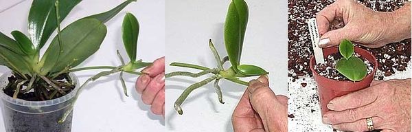 Как отсадить детку орхидеи от материнского растения