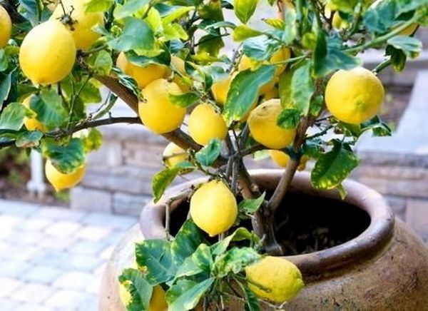 Как пересадить лимон в домашних условиях: инструкция