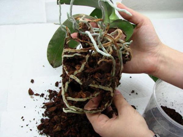 Как пересадить орхидею в другой горшок: пошаговая инструкция