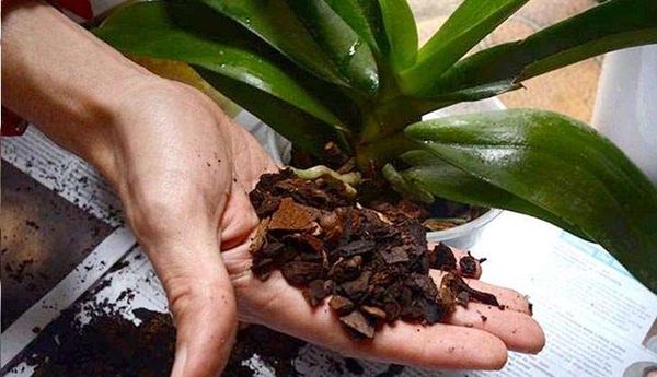 Как пересадить орхидею в другой горшок: пошаговая инструкция