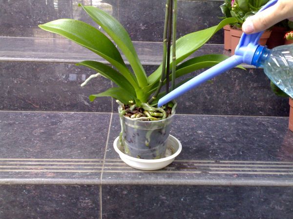 Как поливать фаленопсис в домашних условиях