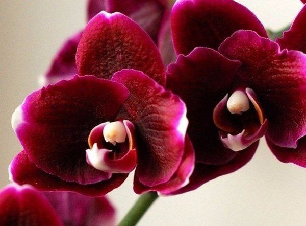 Как поливать орхидею в домашних условиях в разные периоды