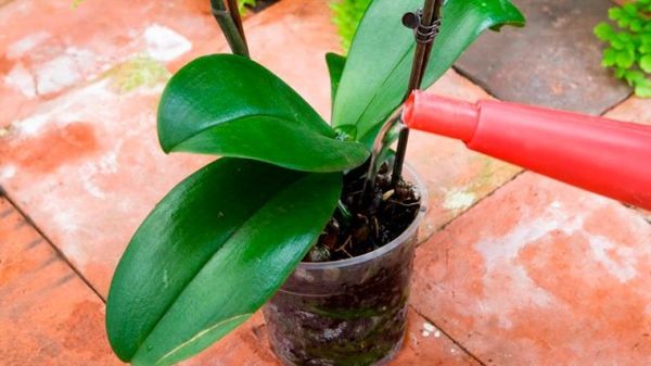 Как поливать орхидею в домашних условиях в разные периоды