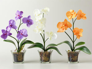 Как посадить орхидею в горшок в домашних условиях
