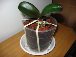 Как посадить орхидею в горшок в домашних условиях