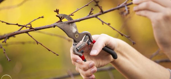 Как правильно обрезать и омолодить дерево вишни