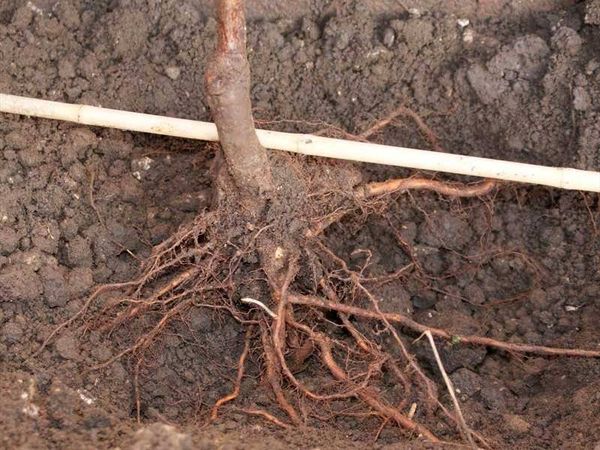 Как правильно посадить и обеспечить уход колоновидной груше