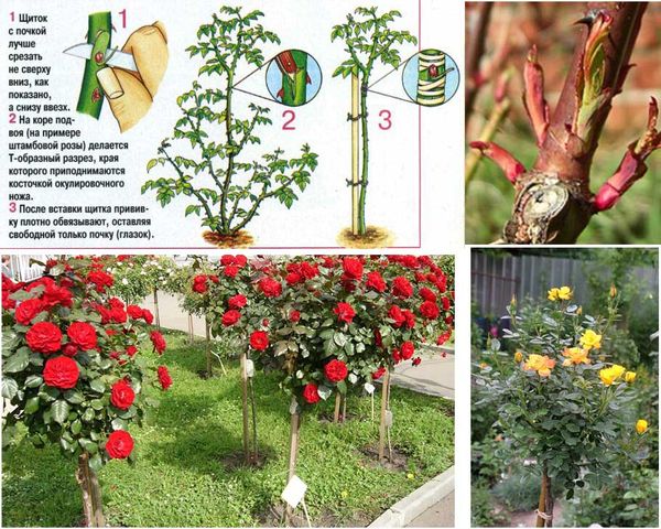 Как привить розу на шиповник: пошаговая инструкция