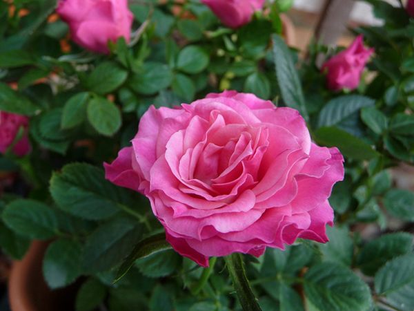 Как размножить розу от куста в домашних условиях