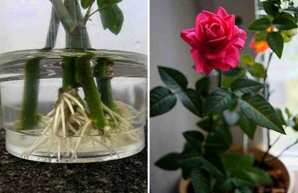 Как размножить розу от куста в домашних условиях