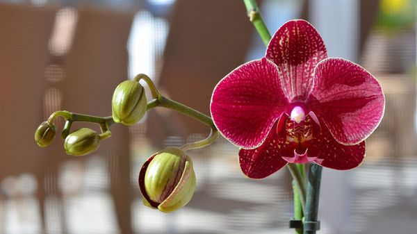 Как выбрать орхидею при покупке: на что обратить внимание