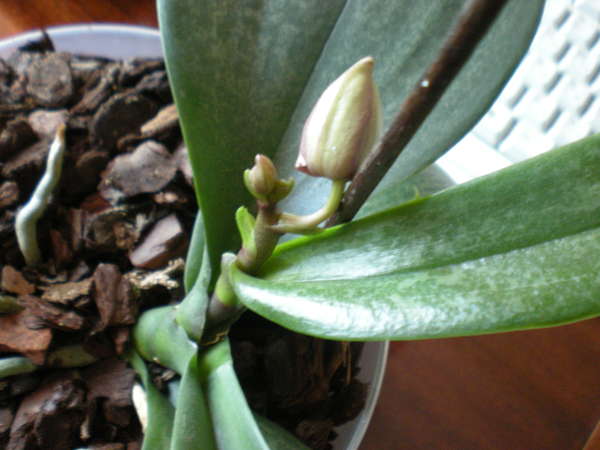 Как вырастить детку орхидеи фаленопсис на цветоносе