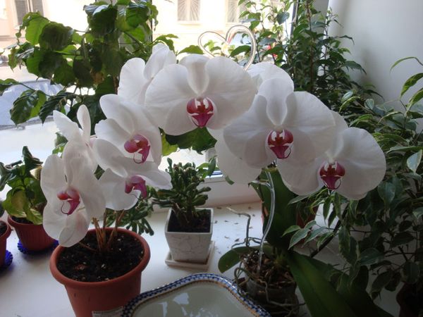 Как вырастить орхидею из семян из Китая в домашних условиях