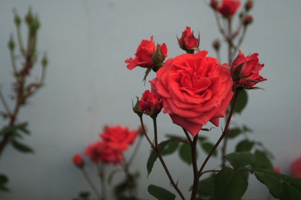 Как вырастить розу из семян в домашних условиях
