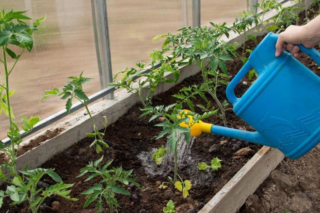 Как высадить переросшие помидоры в грунт и теплицу