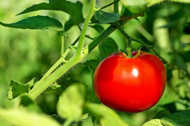 Как высадить переросшие помидоры в грунт и теплицу