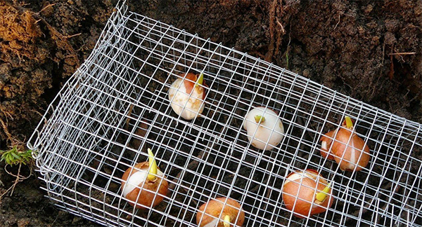 Как защитить тюльпаны от мышей зимой: обработка луковиц
