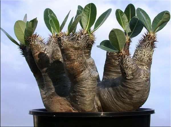 Кактус с листьями на макушке: описание и виды пахиподиума