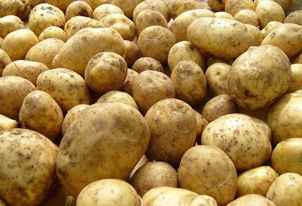 Картофель сорта Каратоп: фото и описание