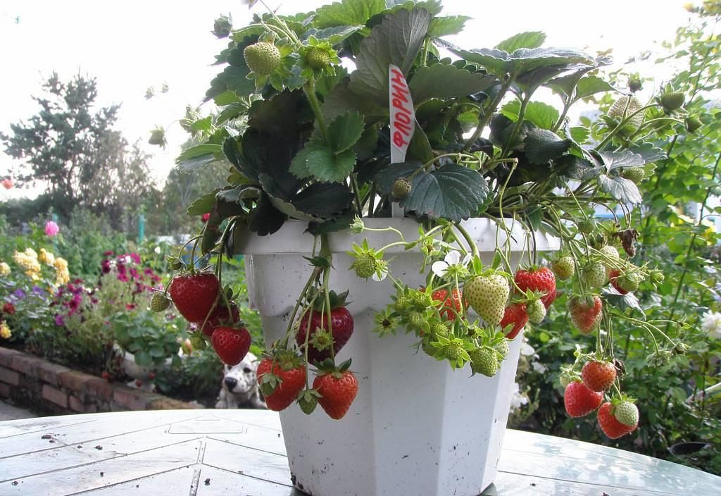 Клубника на балконе: выращивание, лучшие сорта