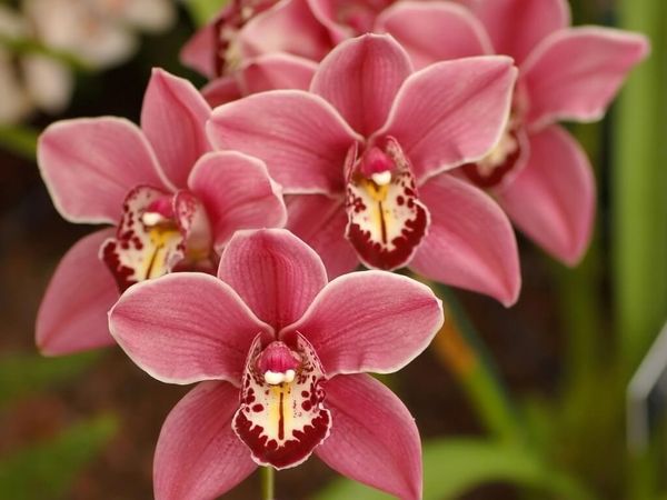 Королевская орхидея фаленопсис: уход в домашних условиях