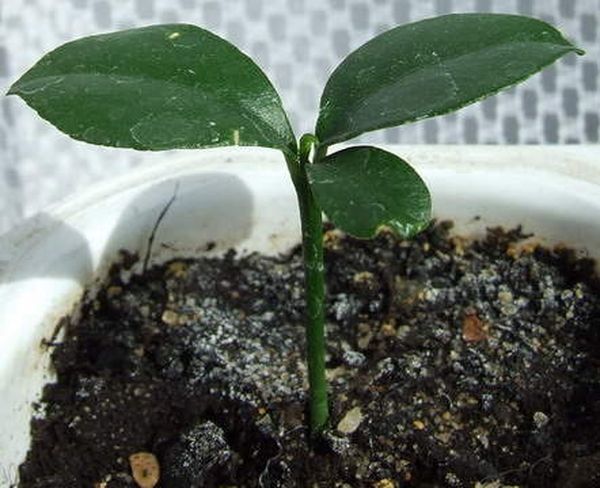 Кумкват: выращивание в домашних условиях из косточки