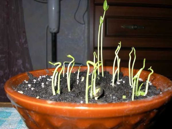 Кумкват: выращивание в домашних условиях из косточки