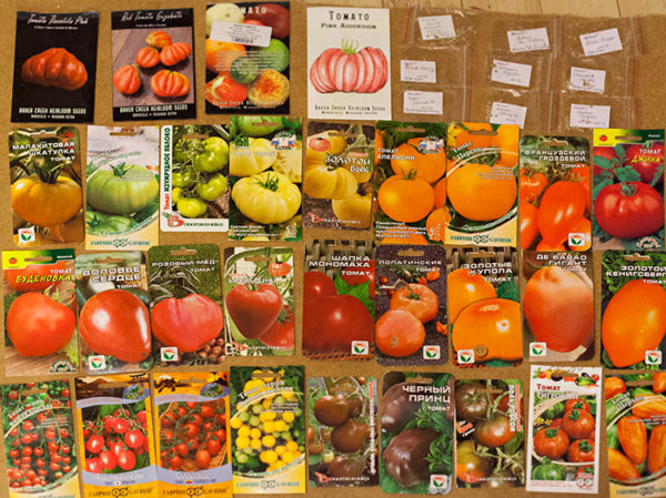 Лучшие семена томатов 2023 для теплиц и открытого грунта
