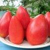 Лучшие сорта низкорослых томатов для открытого грунта