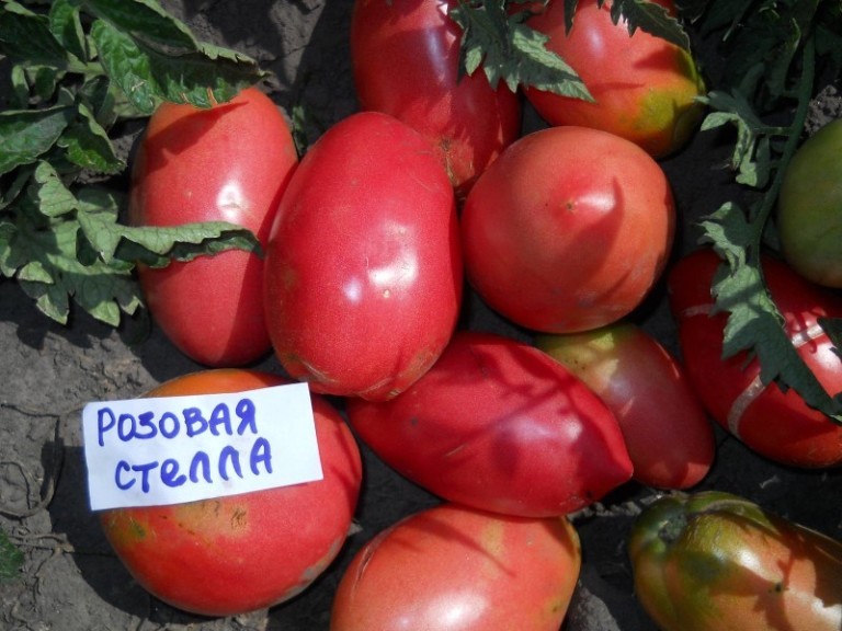 Лучшие сорта низкорослых томатов для открытого грунта