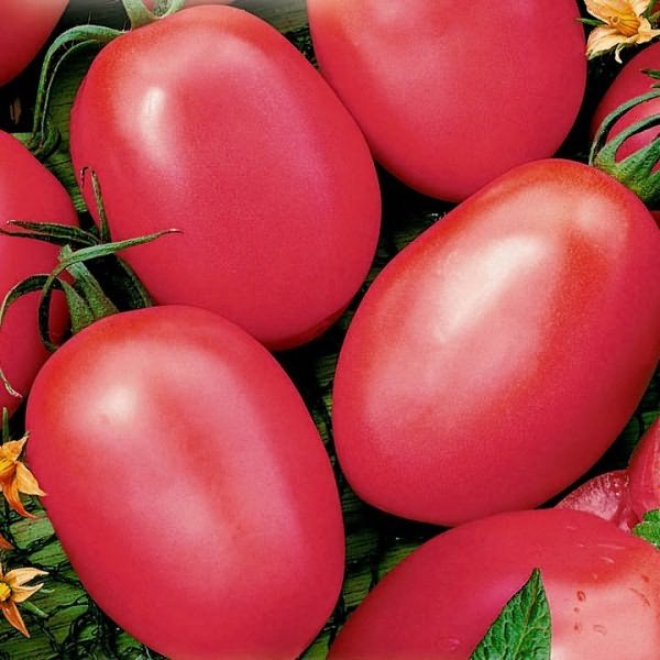 Лучшие сорта розовых помидор: особенности выращивания