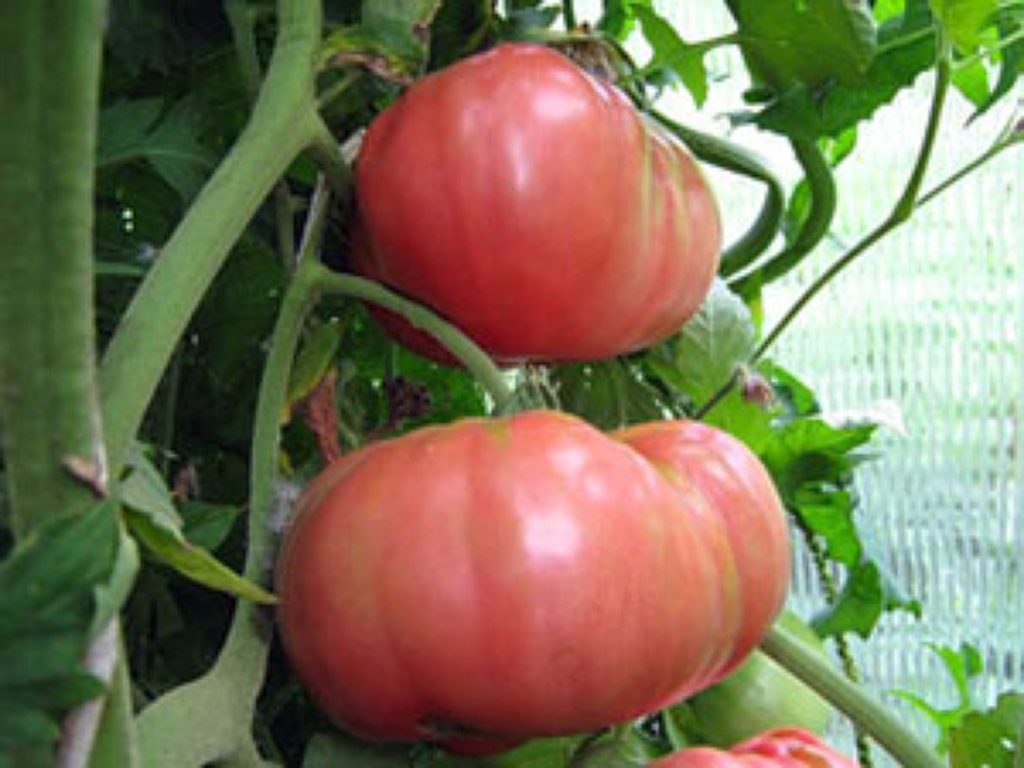 Лучшие сорта розовых помидор: особенности выращивания