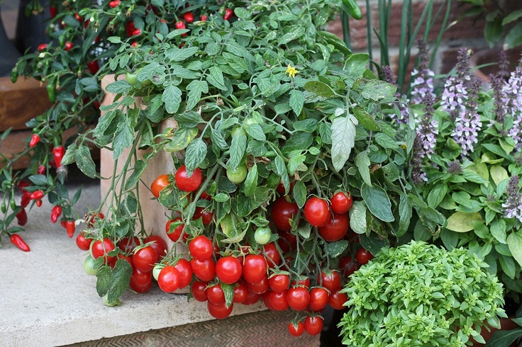 Лучшие сорта томатов черри для открытого грунта