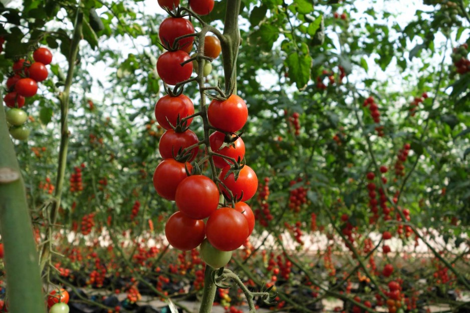Лучшие сорта томатов черри для открытого грунта