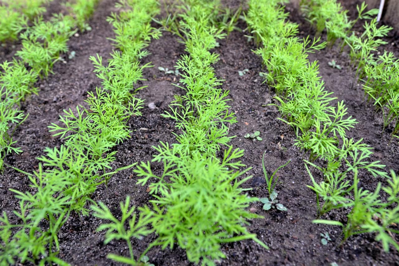 Морковь: как вырастить сочные плоды на участке