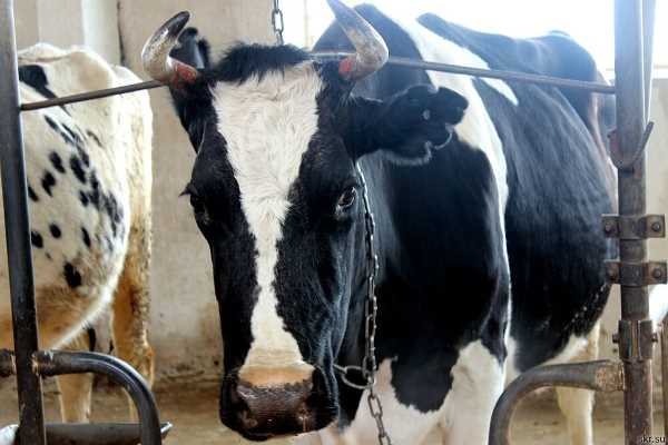 Нефрит у коров: симптомы, лечение
