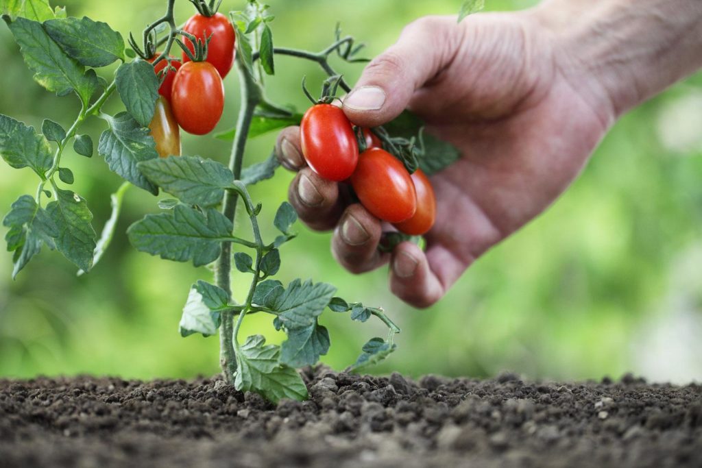 Низкорослые томаты для открытого грунта без пасынкования