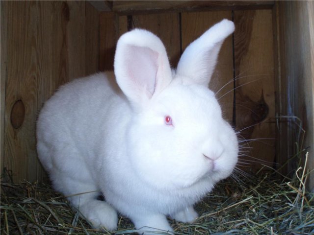 Новозеландский белый кролик (НЗБ): характеристика, разведение и фото