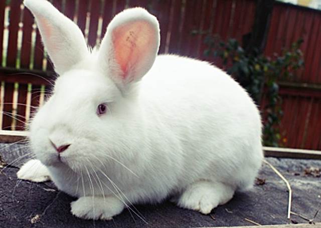 Новозеландский белый кролик (НЗБ): характеристика, разведение и фото