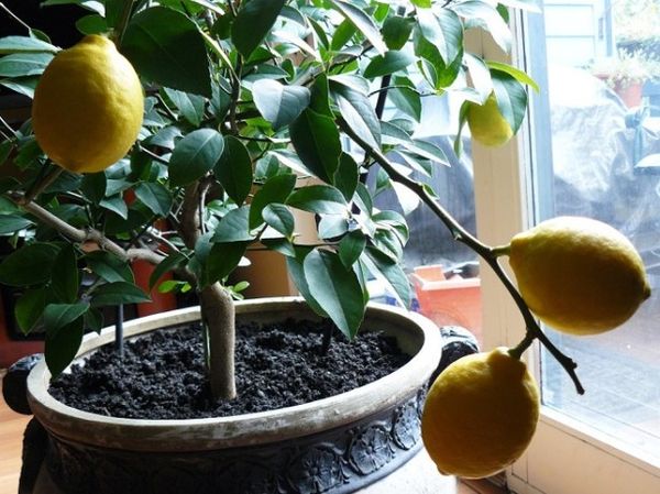 Обрезка лимона в домашних условиях: правила формирования