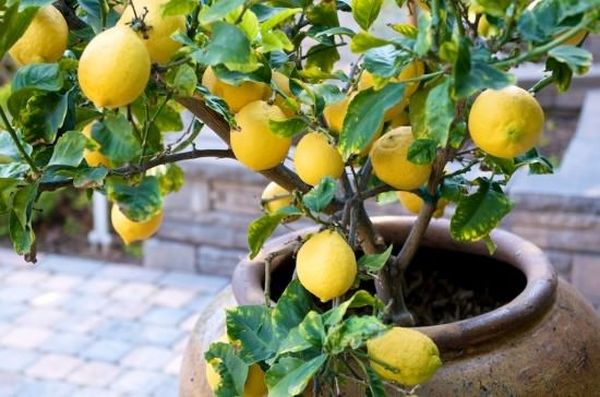 Обрезка лимона в домашних условиях: правила формирования