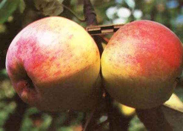 Обзор самых популярных зимних сортов яблони