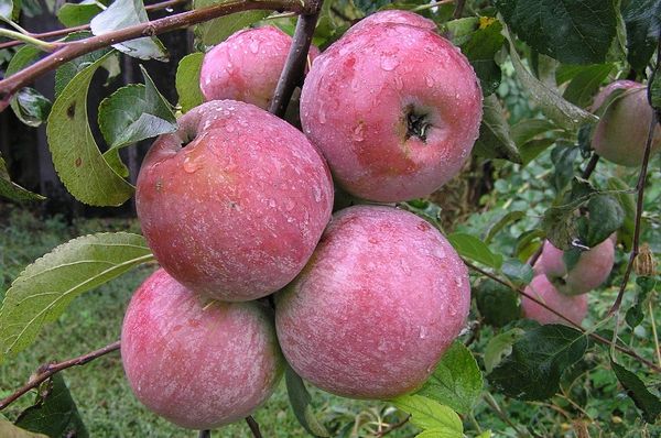 Обзор самых популярных зимних сортов яблони