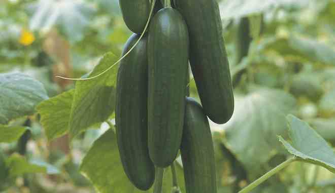 Огурец Пиколино F1: описание сорта, выращивание, фото, отзывы садоводов